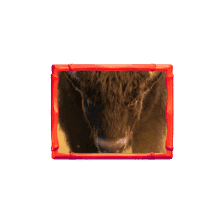 เครื่องหมาย Wild Buffalo Win